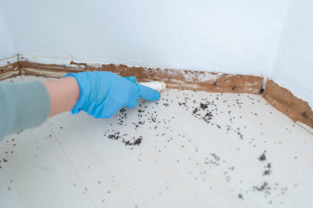 Best Local Pest Control Services  in Rochester Hills, MI